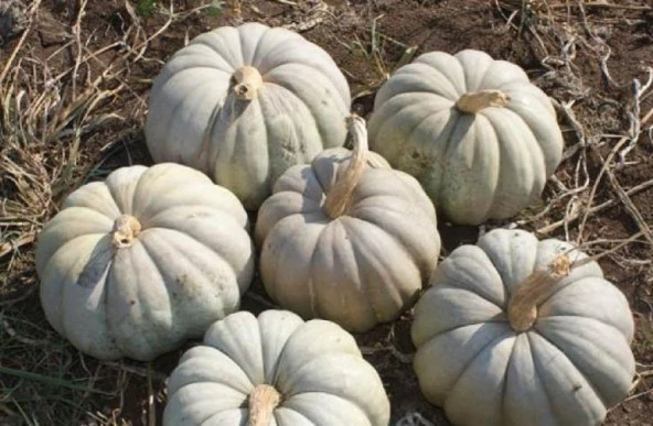 Yerli Kestane Kabak Tohumu 10 Gr (Ort 25 Ad Tohum) ürün görseli 1