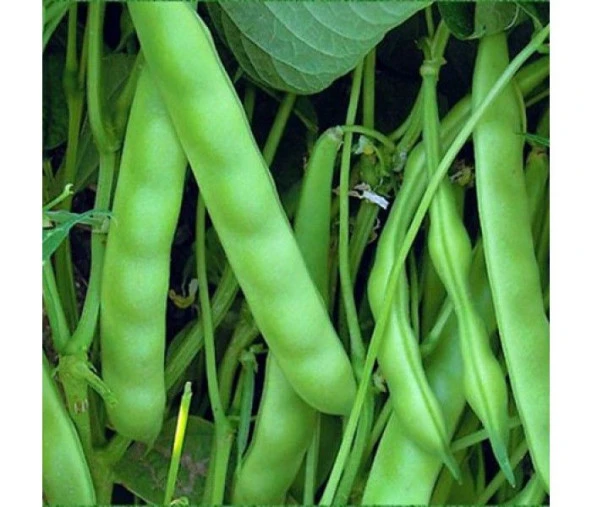 YERLİ AYŞE KADIN SIRIK FASULYE TOHUMU 100 GR (KAHVE ÇİZGİLİ BEYAZ) ürün görseli 1