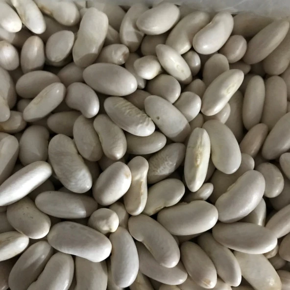 YERLİ BEYAZ OTURAK FASULYE ( HOROZ FASULYESİ ) 100 GR ürün görseli 1
