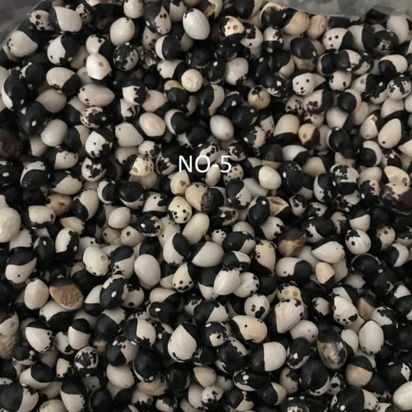YERLİ AYŞE KADIN SIRIK FASULYE TOHUMU 100 GR (SİYAH BEYAZ) ürün görseli 1