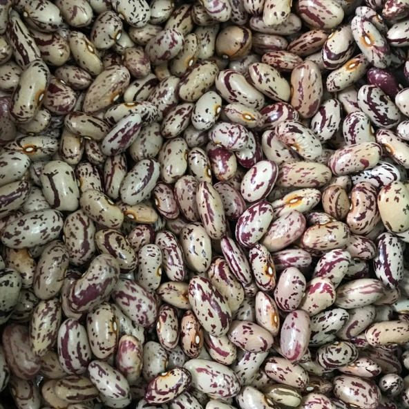 YERLİ UZUN SIRIK BARBUNYA TOHUMU 100 GR ürün görseli 1