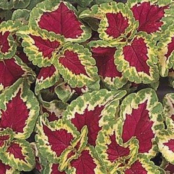 Coleus-Wizard (Yaprak güzeli) F1 10 adet tohum ürün görseli 1