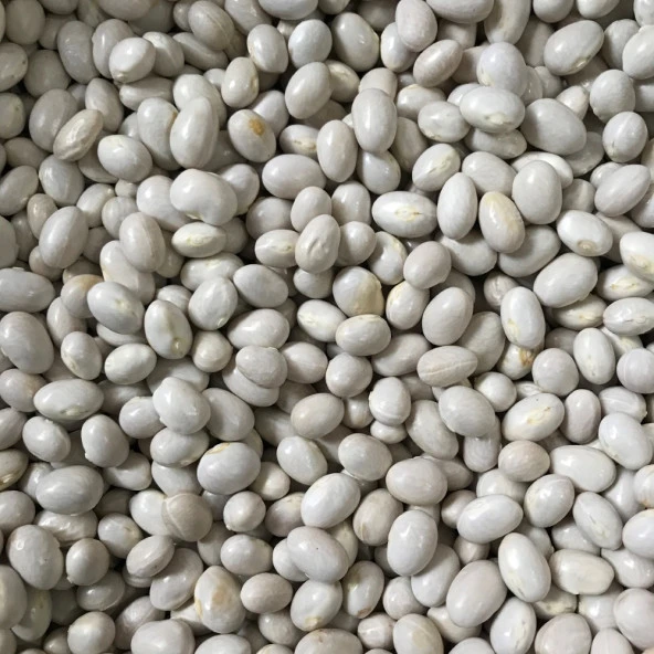 YERLİ OTURAK ŞEKER FASULYE TOHUMU 500 GR ürün görseli 1