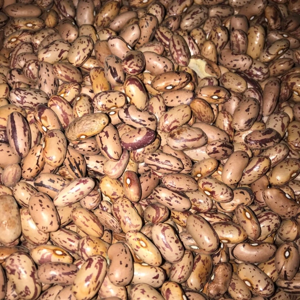 YERLİ OTURAK BARBUNYA TOHUMU 500 GR ürün görseli 1