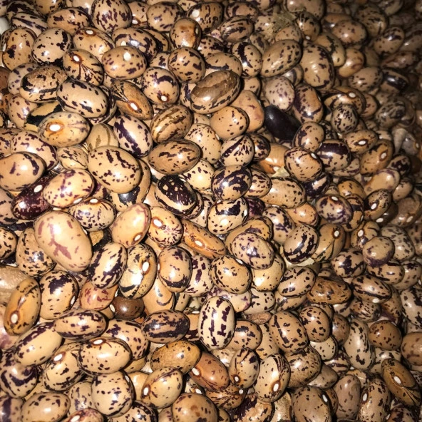 YERLİ UZUN-ENLİ ERKEN SIRIK FASULYE TOHUMU 500 GR (ALACALI) ürün görseli 1