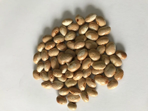 YERLİ AYŞE KADIN SIRIK FASULYE TOHUMU 500 GR (KREM-BEYAZ) ürün görseli 1