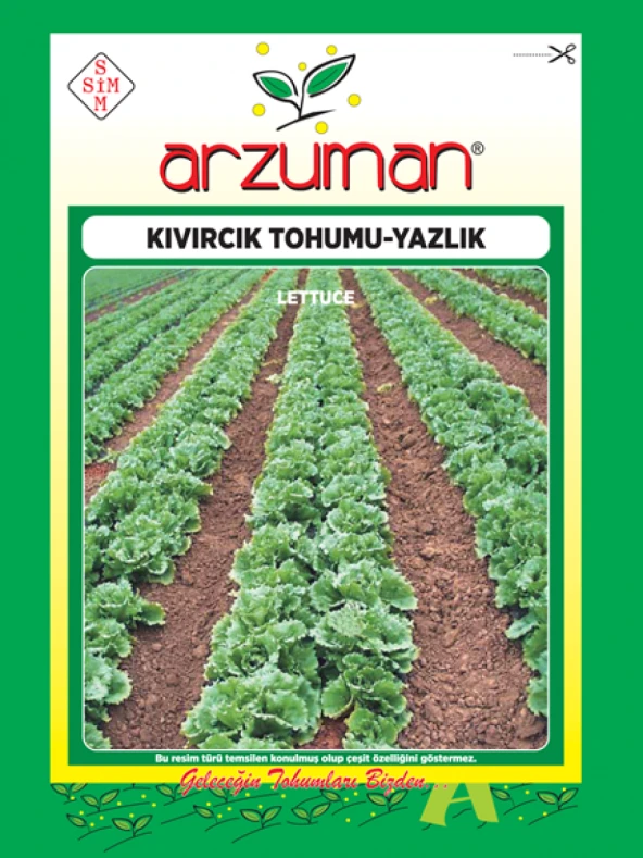 YAZLIK KIVIRCIK MARUL TOHUMU 10 GR ORT 7500 AD TOHUM ürün görseli 1