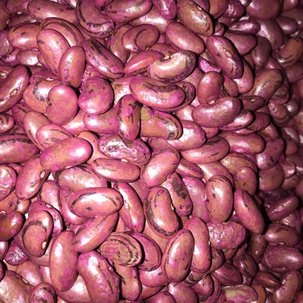 PEROLAR UZUN-ENLİ ERKENCİ SIRIK FASULYE TOHUMU 500 GR (İLAÇLI) ürün görseli 1