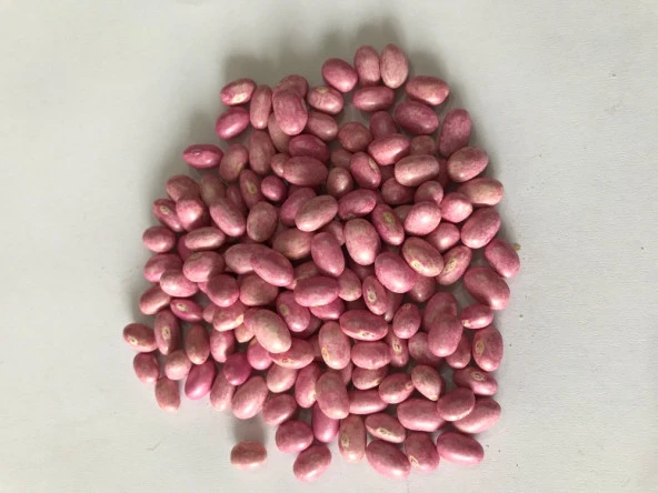 GİNA OTURAK FASULYE TOHUMU 500 GR ürün görseli 1