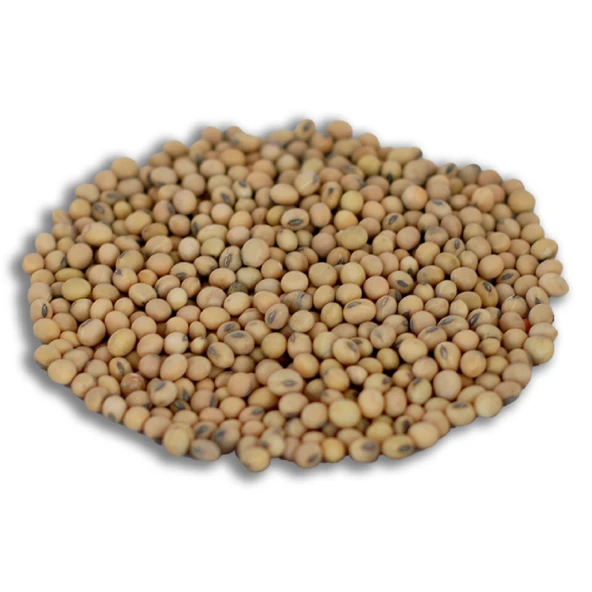 YERLİ SOYA FASULYESİ TOHUMU 100 GR ürün görseli 1