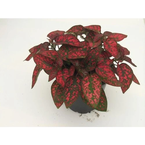 Hostes Çiçeği Fidanı Kırmızı 10-20 cm ürün görseli 1