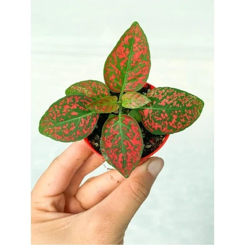 Fittonia Hostes Çiçeği Fidanı Çilli Kırmızı 10-20 cm ürün görseli 1