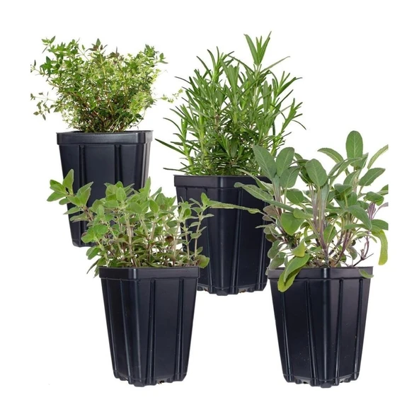 Aromatik Kekik Lavanta Fidanı Ikili Set 10-20 cm ürün görseli 1