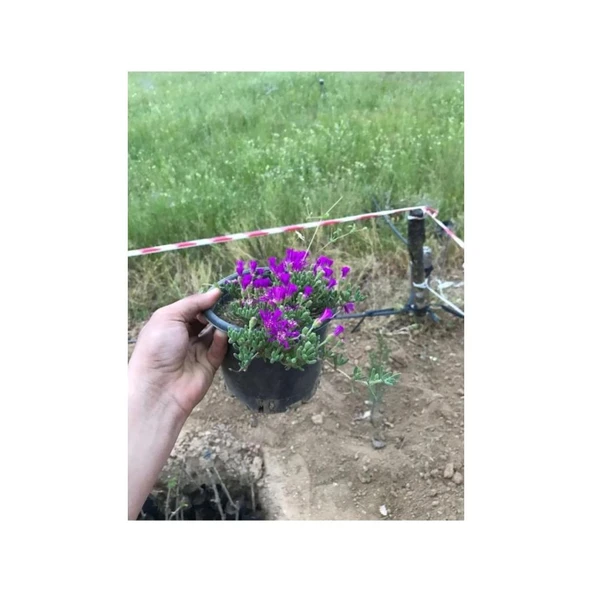 Acem Halısı Çiçeği Fidanı 10-20 cm - Resim 2