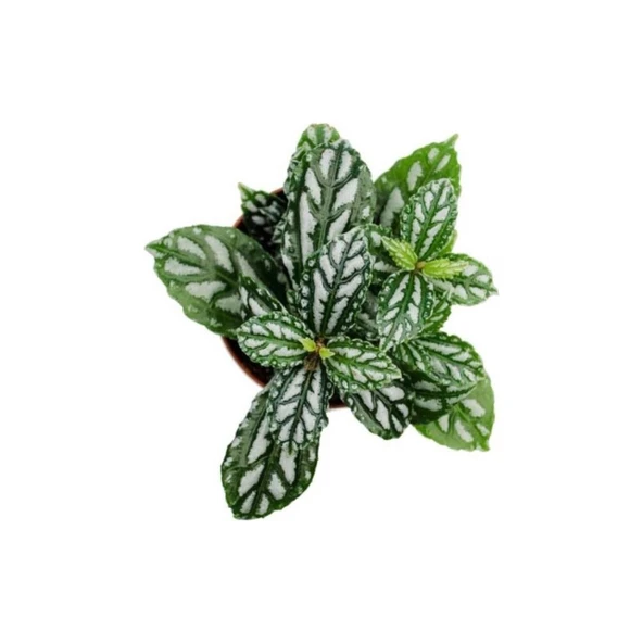 Pilea Cadierei Karyağdı Çiçeği Fidanı  Iç Mekan Bitkisi 10-20 cm ürün görseli 1