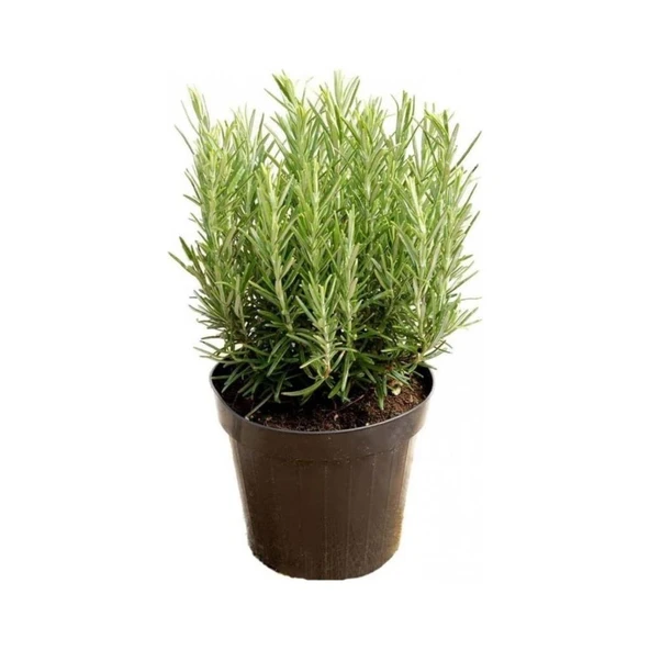 Hobi Bahçesi İçin 4 Lü Bitki Fidan Çiçek Seti 10-20 cm ürün görseli 1