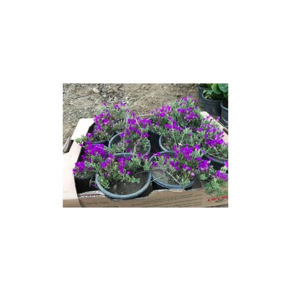 Acem Halısı Çiçeği Fidanı 10-20 cm - Resim 3