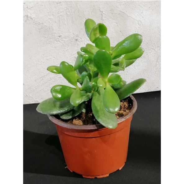 Crassula Para Çiçeği Fidanı 10-20 cm - Resim 2