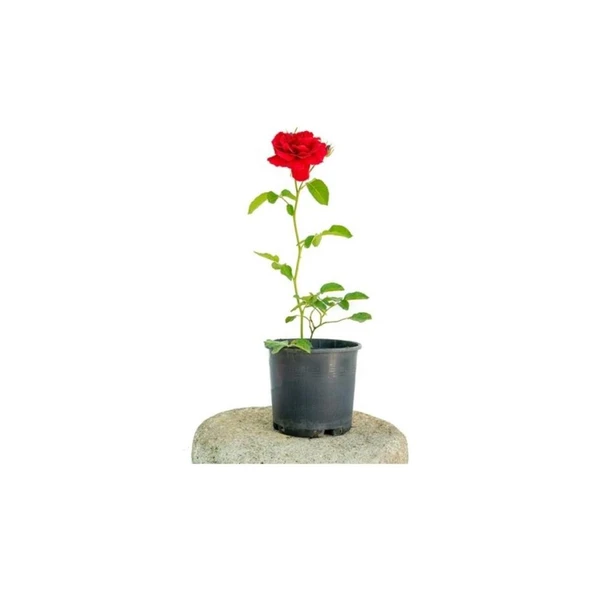 Yerli Üretim Kırmızı Gül Fidanı 10-20 cm ürün görseli 1