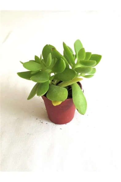 Crassula Ovata Para Şans Çiçeği Fidanı 10-20 cm ürün görseli 1