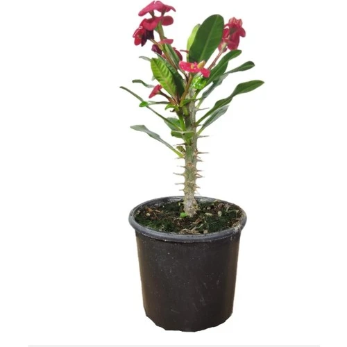 Efhorbia-Dikenler Tacı Çiçeği Fidanı Kırmızı 10-20 cm ürün görseli 1