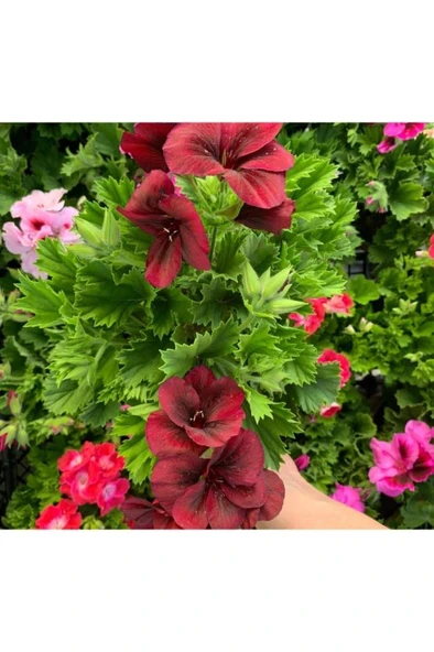 Ceylan Gözü Sardunya Fidanı Koyu Kırmızı 10-20 cm ürün görseli 1