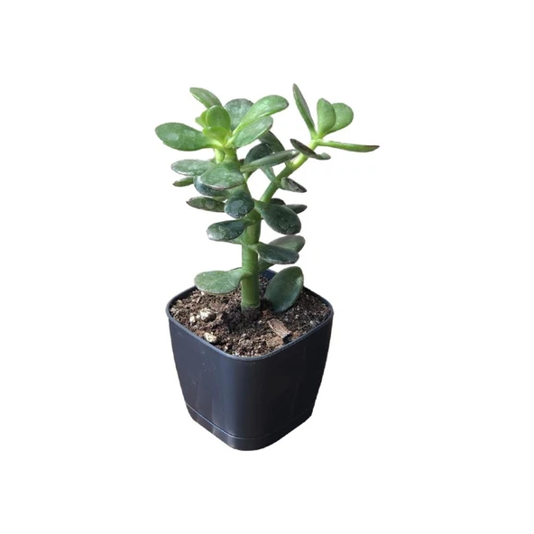 Para Ağacı Çiçeği Fidanı Kaktüs Sukulent 10-20 cm ürün görseli 1