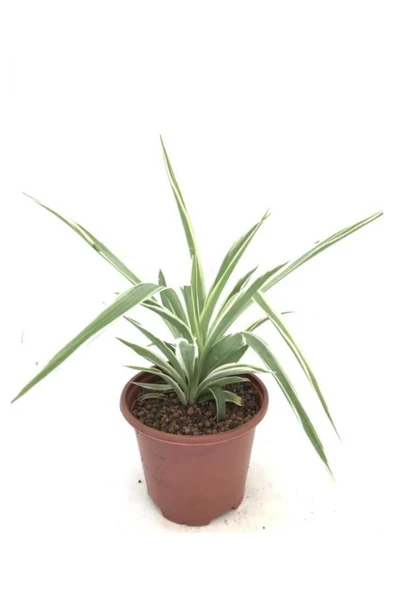 Kurdele Çiçeği Fidanı 10-20 cm ürün görseli 1
