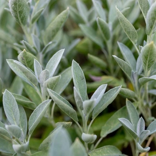Kokulu Adaçayı Şalba Fidanı Salvia Officinalis 10-20 cm ürün görseli 1