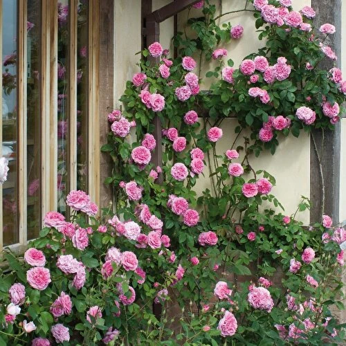 Sarmaşık Isparta Gülü Fidanı Saksılı 10-20 cm ürün görseli 1