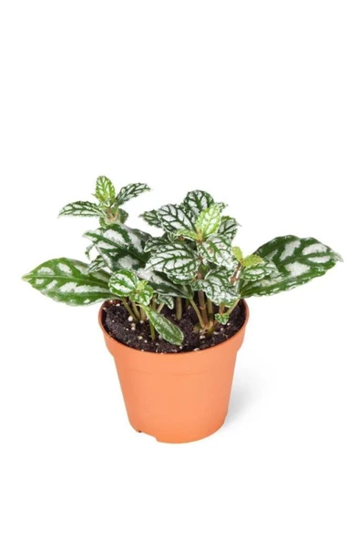 Karyağdı Begonya Çiçeği Fidanı Pilea Cadierei 10-20 cm ürün görseli 1