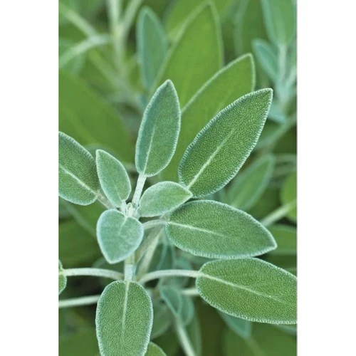Adaçayı Fidanı 10-20 cm - Resim 2