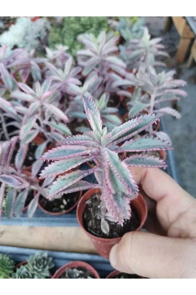 Kalanchoe Aşkın Gözyaşı Fidanı Pembe Sukulent Boy 10-20 Cm ürün görseli 1