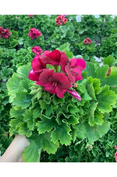 Red Ceylan Gözü Sardunya Fidanı Koyu Kırmızı 10-20 cm ürün görseli 1