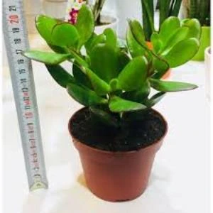 Şans Para Çiçeği Fidanı Crassula Ovata 10-20 cm ürün görseli 1