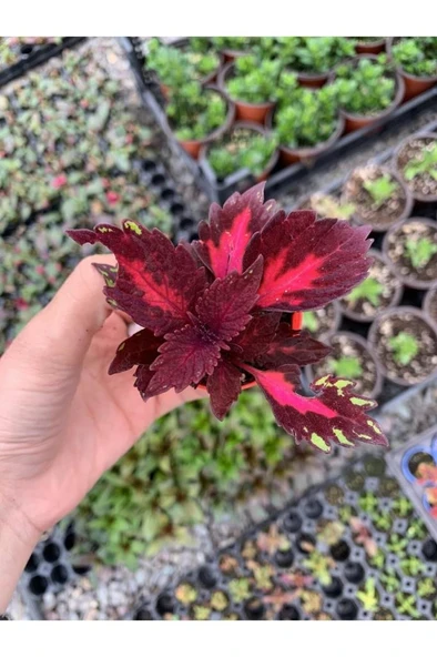Yaprağı Güzel Kolyos Çiçeği Özel Renk 10-20 Cm ürün görseli 1
