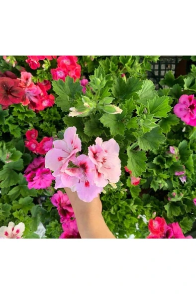 Ceylan Gözü Sardunya Fidanı Açık Pembe 10-20 cm ürün görseli 1