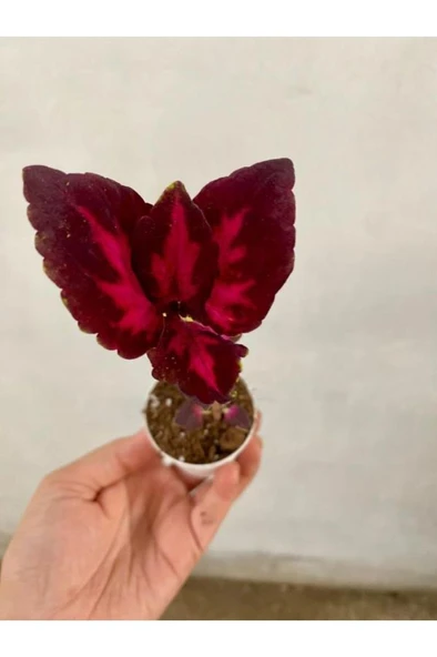 Kırmızı Bordo Renk Yaprak Güzeli Fidanı 1 Adet Saksılı 10-20 cm ürün görseli 1