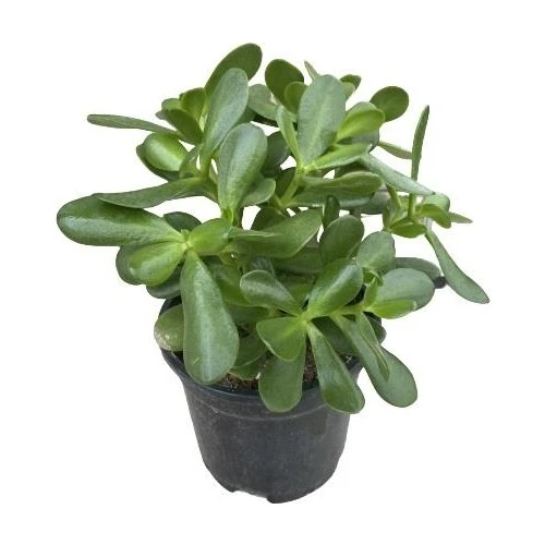 Crassula Ovata Para Çiçeği Bitkisi Fidanı 10-20 cm ürün görseli 1