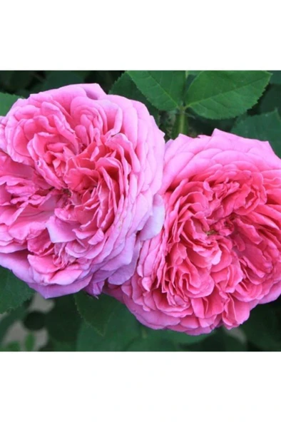 Isparta Gülü Rosa Damascena Fidanı 10-20 cm ürün görseli 1