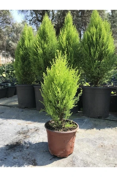 Limon Kokulu Çam Ağacı 30-40 cm Limoni Servi Cupressus ürün görseli 1
