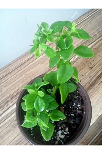 Kabir Çiçeği Buz Çiçeği Fidanı Aptenia Cordifolia 10-20 cm ürün görseli 1