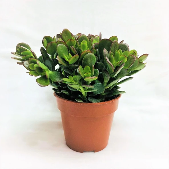 Zenginlik Çiçeği Crassula Şans Para Çiçeği Fidanı 10-20 cm ürün görseli 1