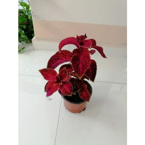 Kolyos Yaprak Güzeli Çiçeği Fidanı 10-20 cm ürün görseli 1