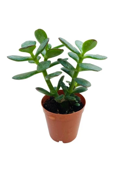 Para Ağacı Çiçeği Fidanı Kaktüs Sukulent 10-20 cm ürün görseli 1