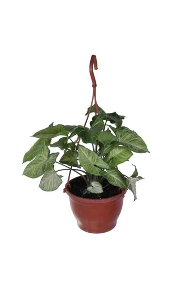 Melek Kanadı Çiçeği Ok Başı Sarmaşığı (syngonium) 10-20 cm ürün görseli 1