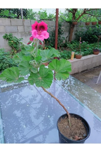 Ceylan Gözü Sardunya Fidanı Koyu Pembe 10-20 cm ürün görseli 1