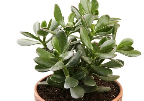 Para Çiçeği Fidanı 10-20 cm - Resim 3