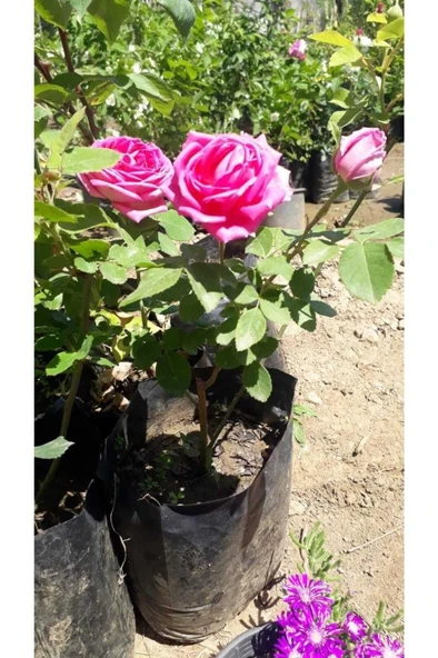 Gerçek Isparta Gülü Fidanı Reçellik Kokulu 10-20 cm ürün görseli 1