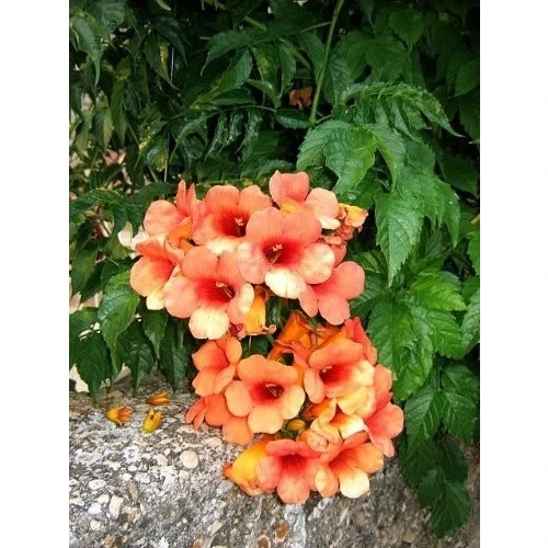 Trumpet Vine Acem Borusu Sarmaşığı Fidanı 40-60 cm ürün görseli 1